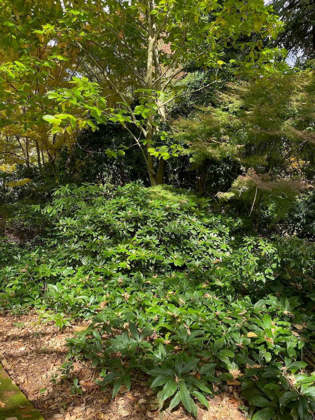 May 2023 Bathurst Mayfield Garden Tour Image -64605bba0bde4